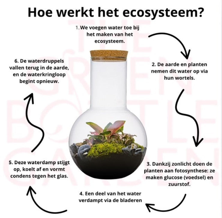 gesloten Ecosysteem Suzanne