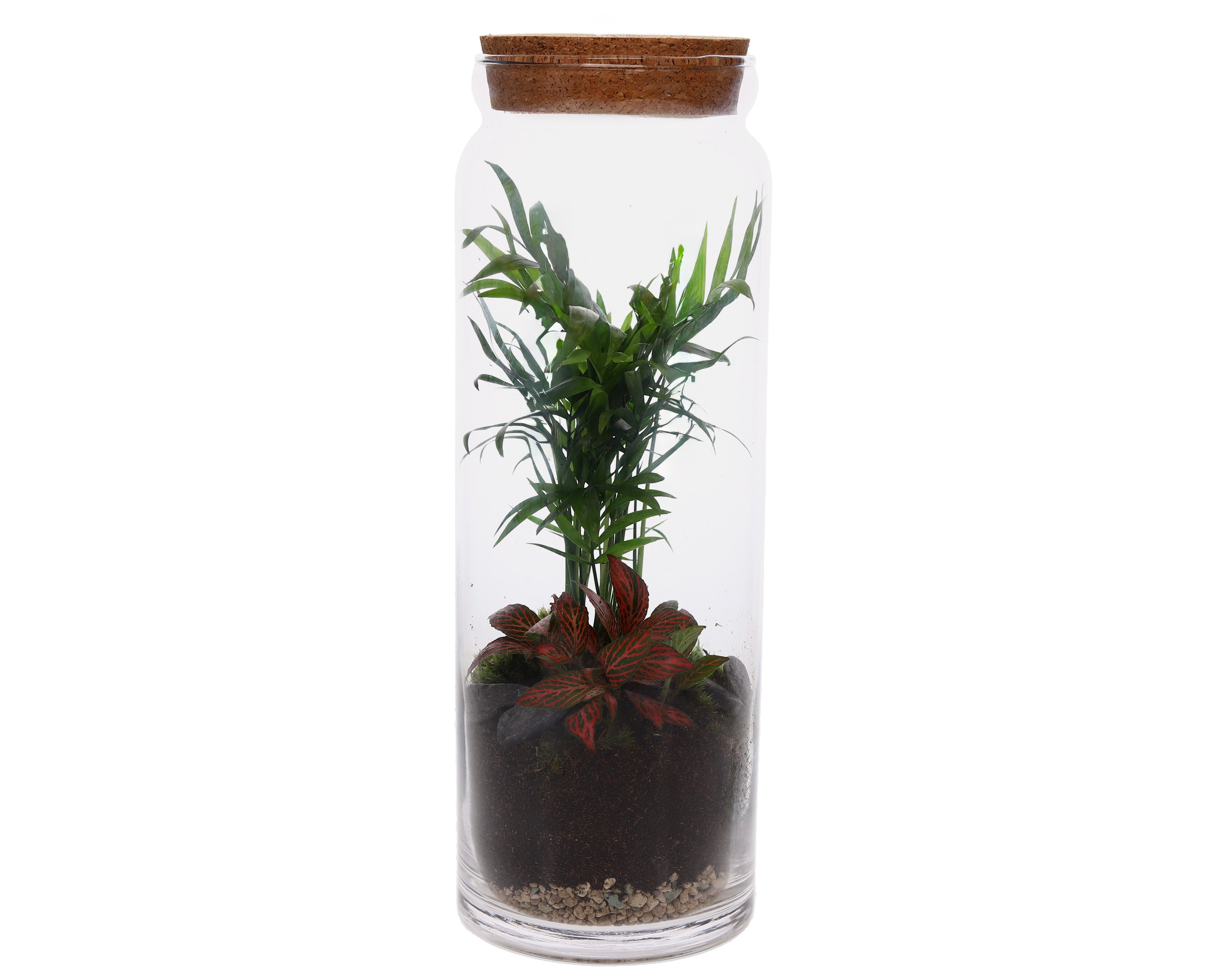 Terrarium Vaas groenplanten