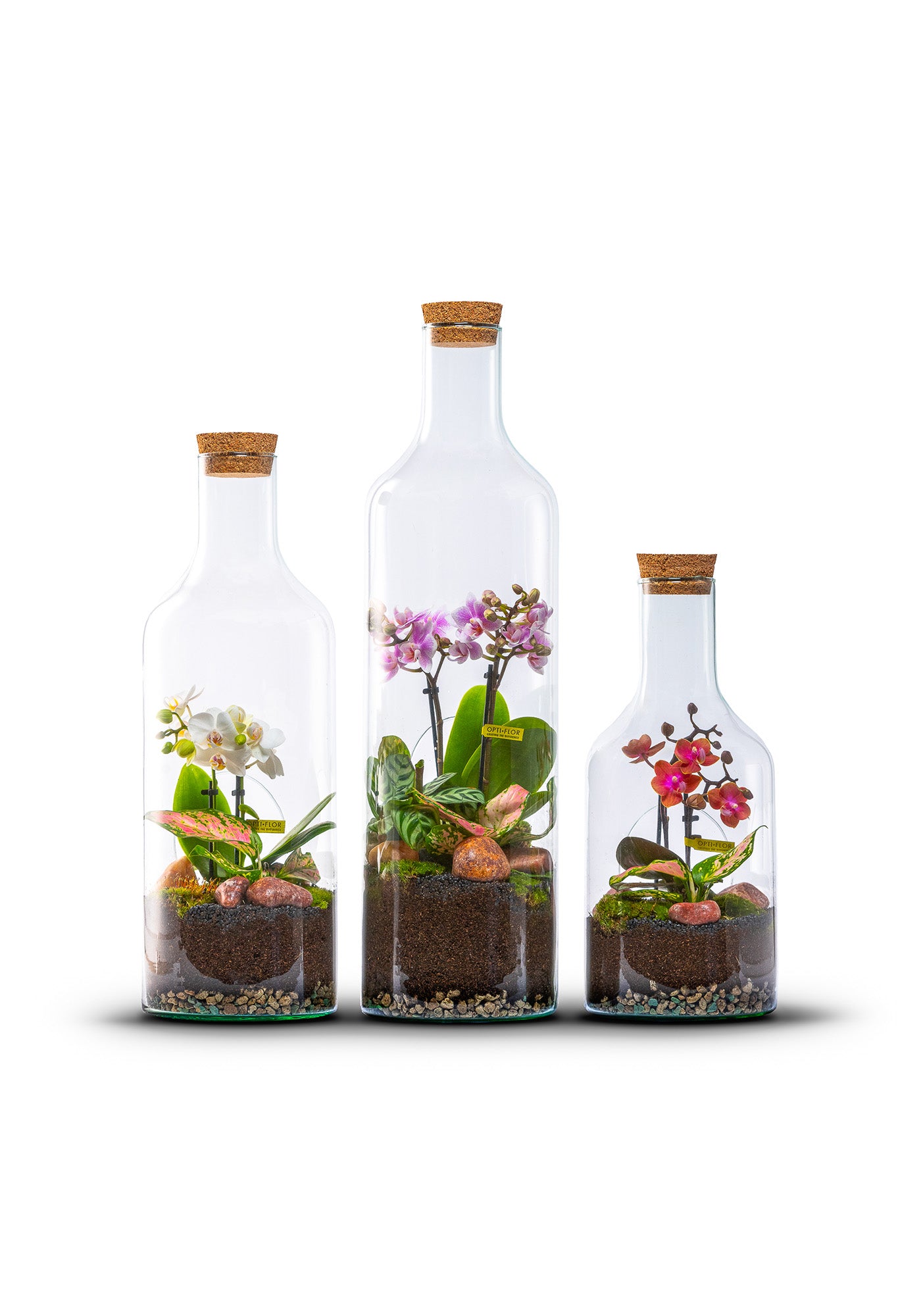 Terrarium open met Phalaenopsis