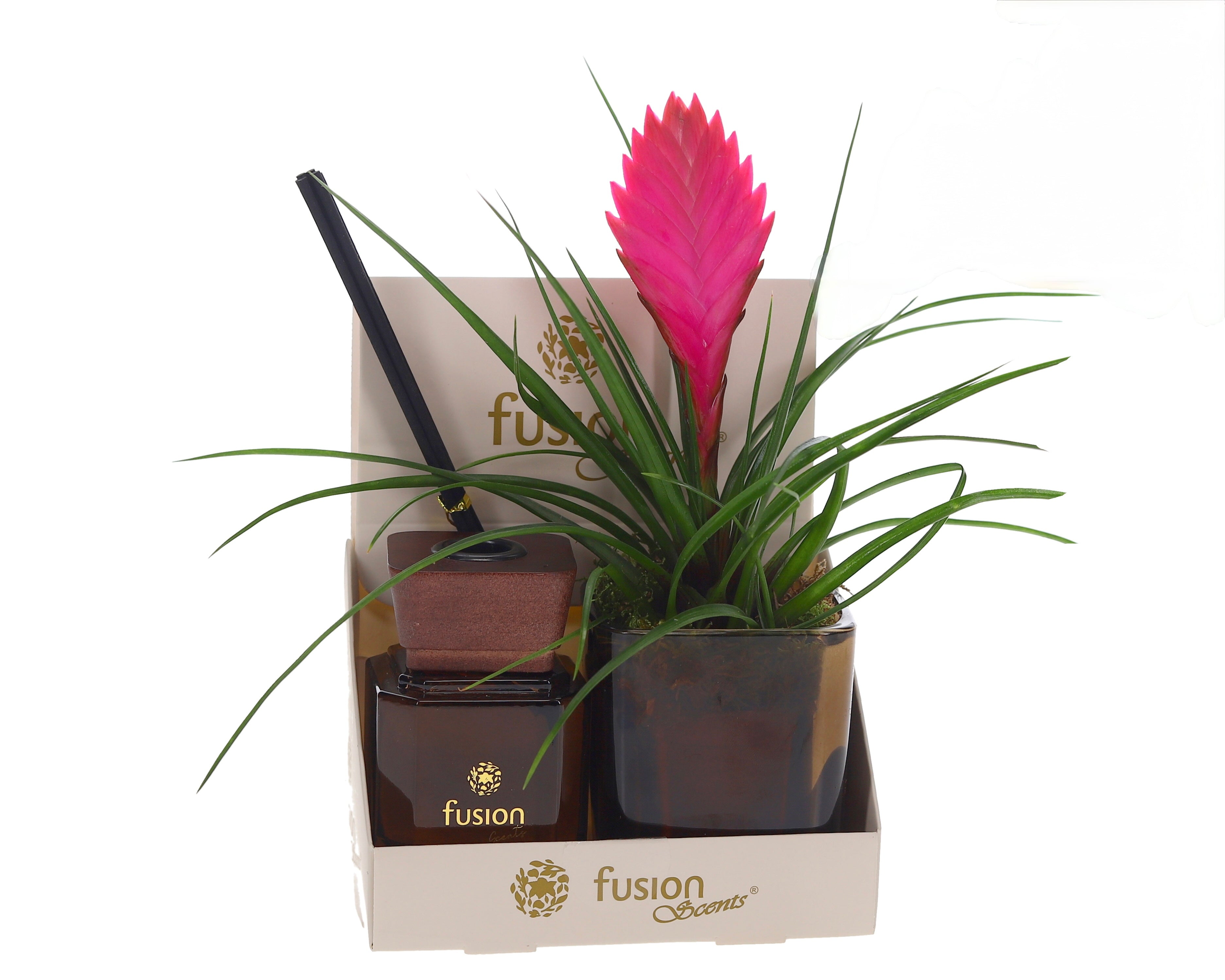 Tillandsia cyaenea in geurset