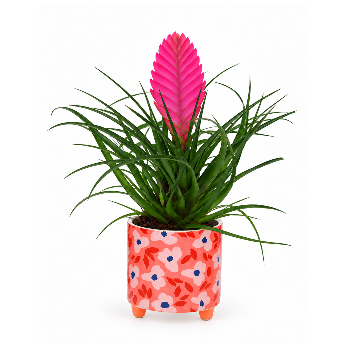 Tillandsia in rode pot