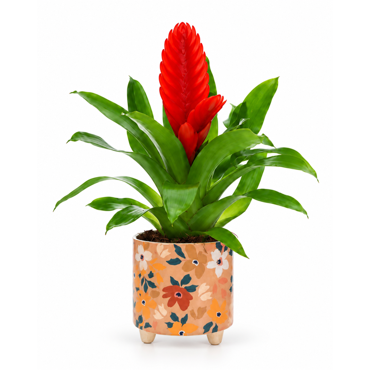 Vriesea in oker bloemtjes pot
