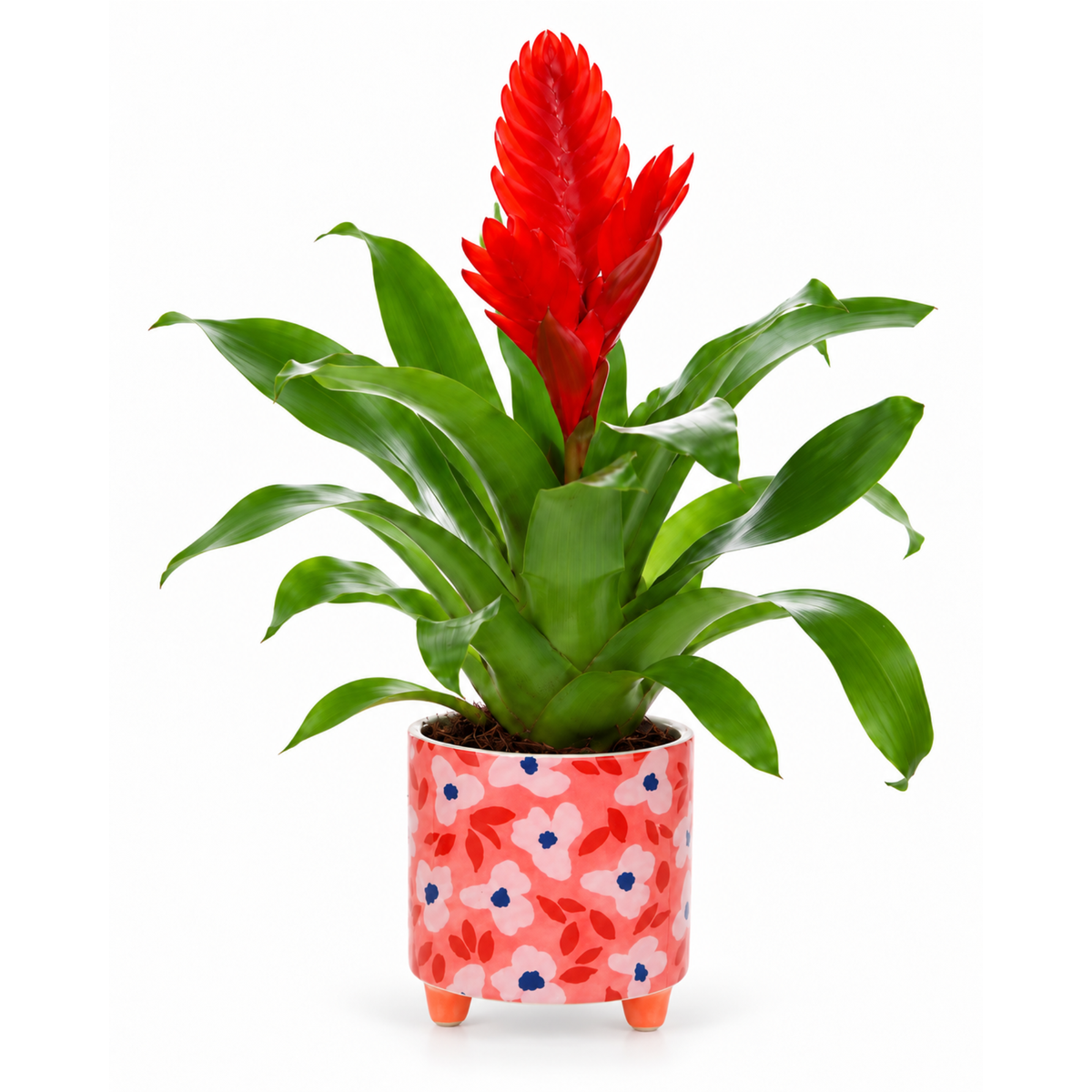 Vriesea in rode bloemtjes pot