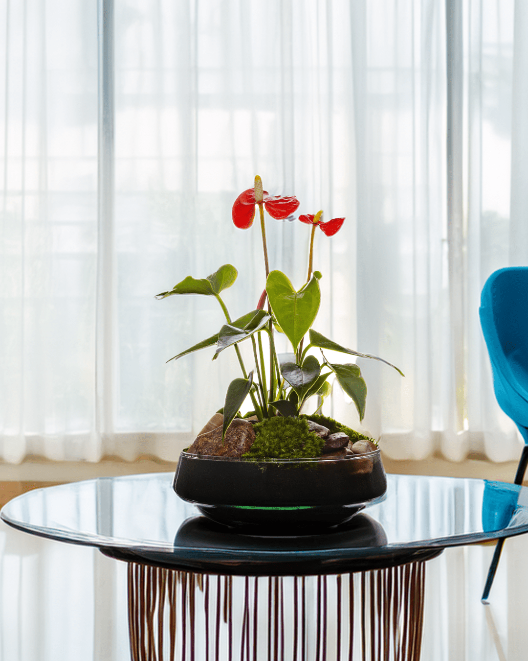 anthurium in glass tesco Anthurium in Vase Iris | a unique gift