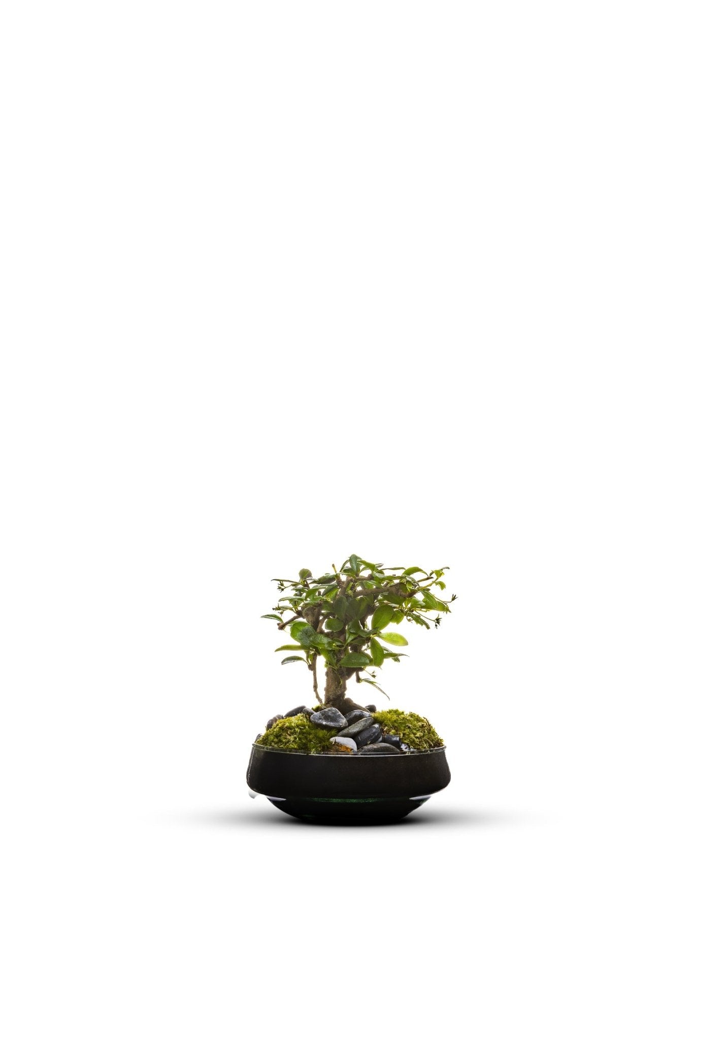 Bonsai | in vaas Iris - Green Bottle Garden