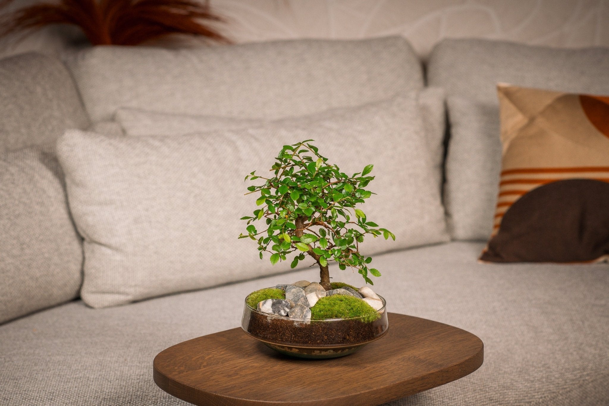 Bonsai Metasequioa bos – Bonsai winkel Bonsai Metasequioa bos – Bonsai winkel
