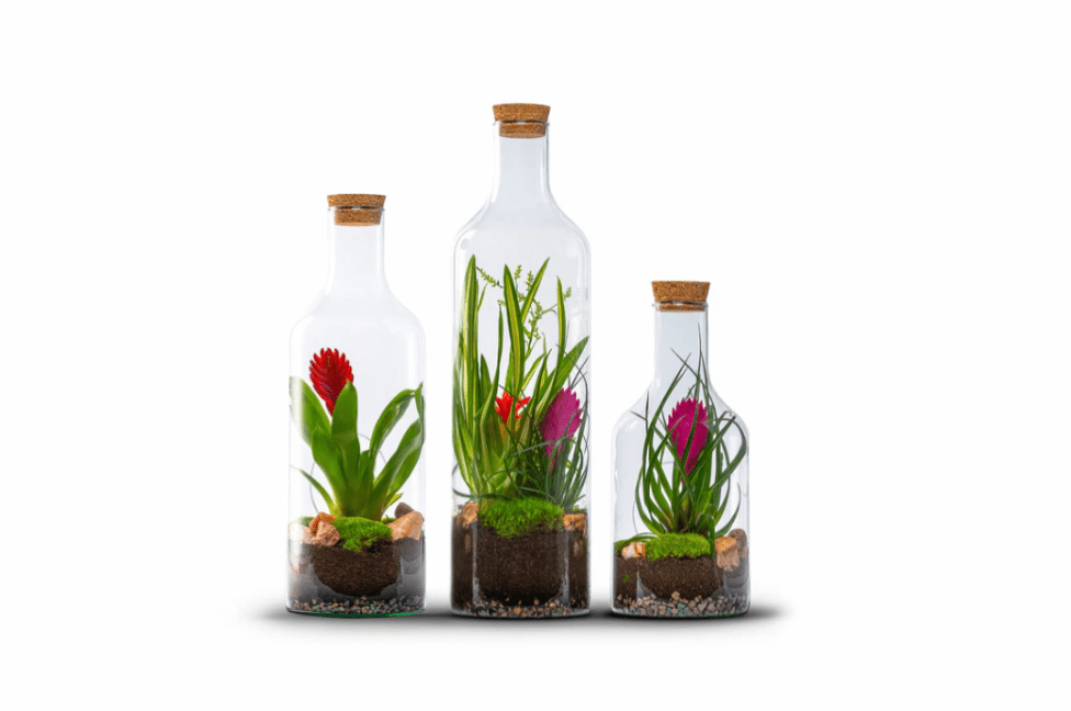 Bottle Bromelia - The Green Bottle Garden