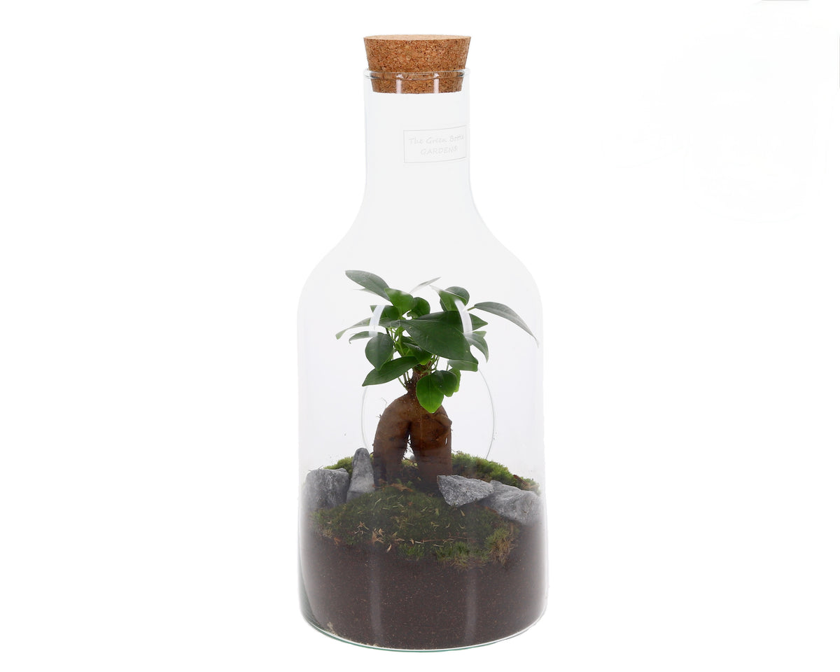 ficus Bonsai boom in glas