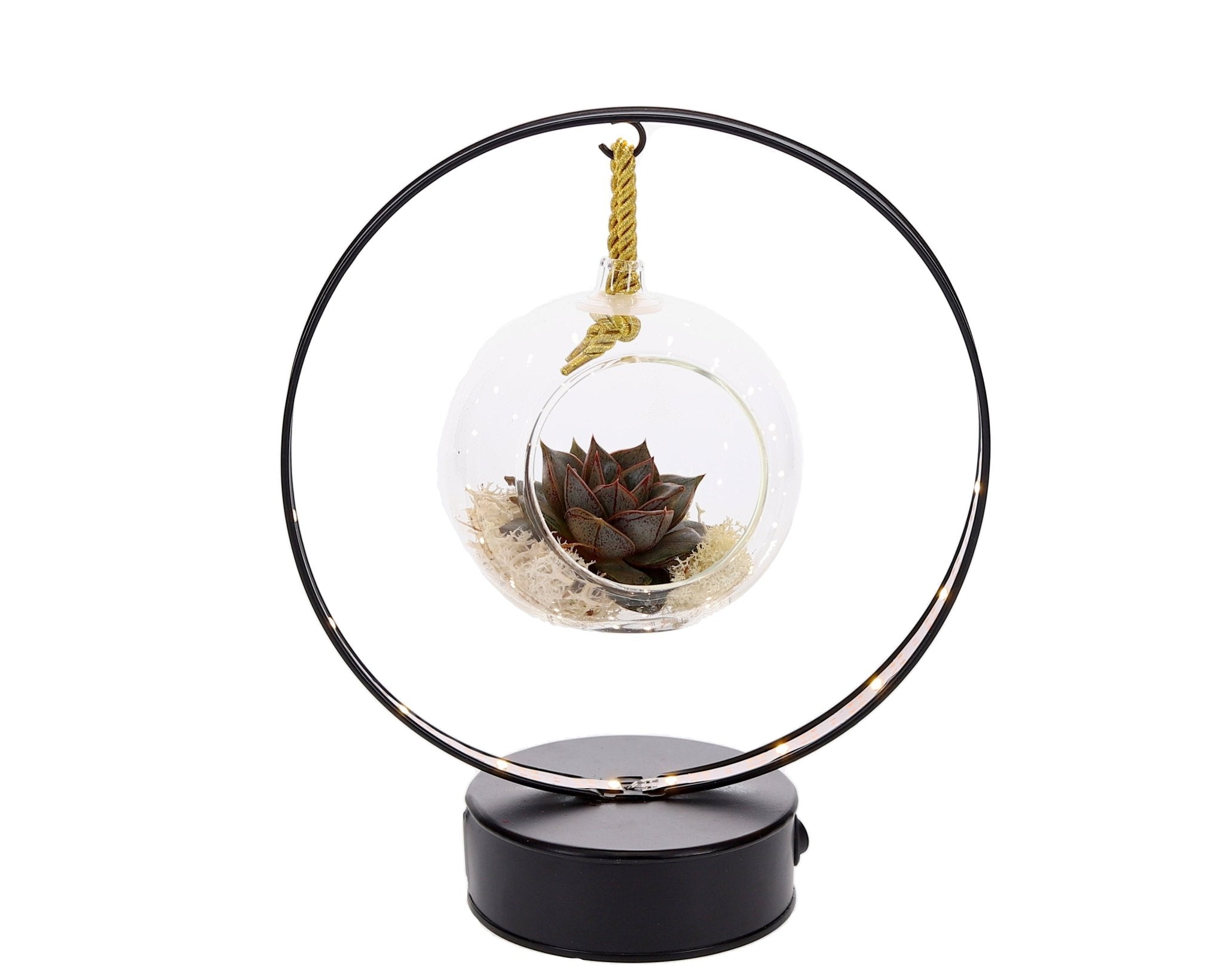 Lighting Boog Succulent | Echeveria Purpusorum (Zwart & Goud) - The Green Bottle Garden