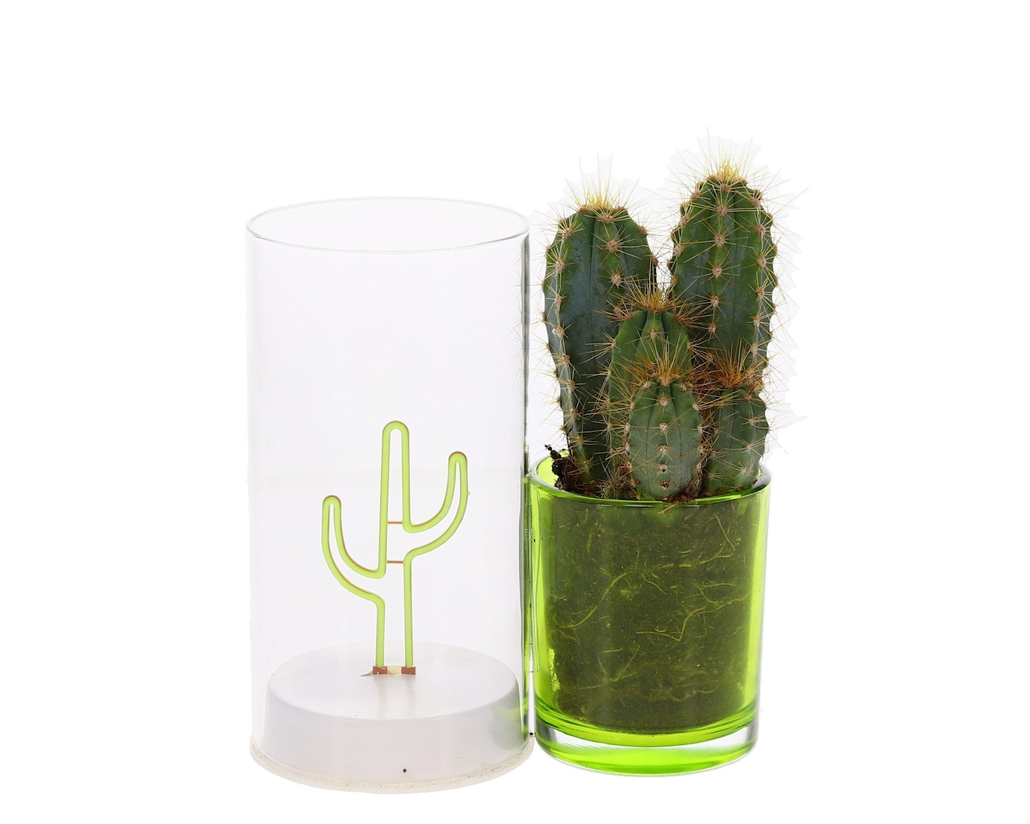 Lighting Cactus – Groen LED & Echte Cactus in Potje - The Green Bottle Garden