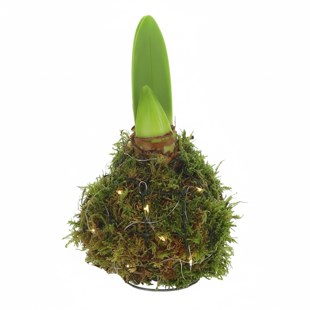mosbol amaryllis met verlichting