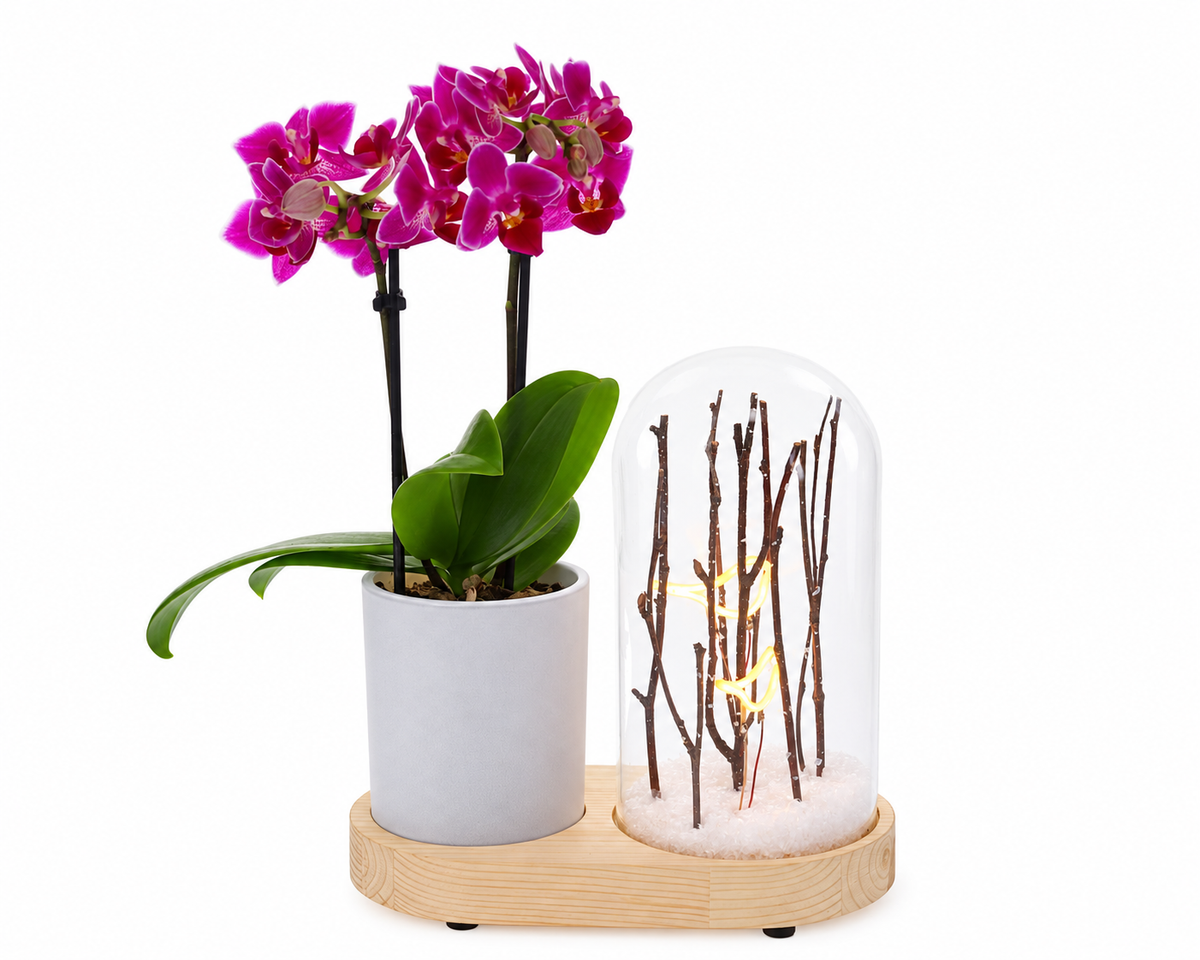 orchidee in Lighting Snow Forest