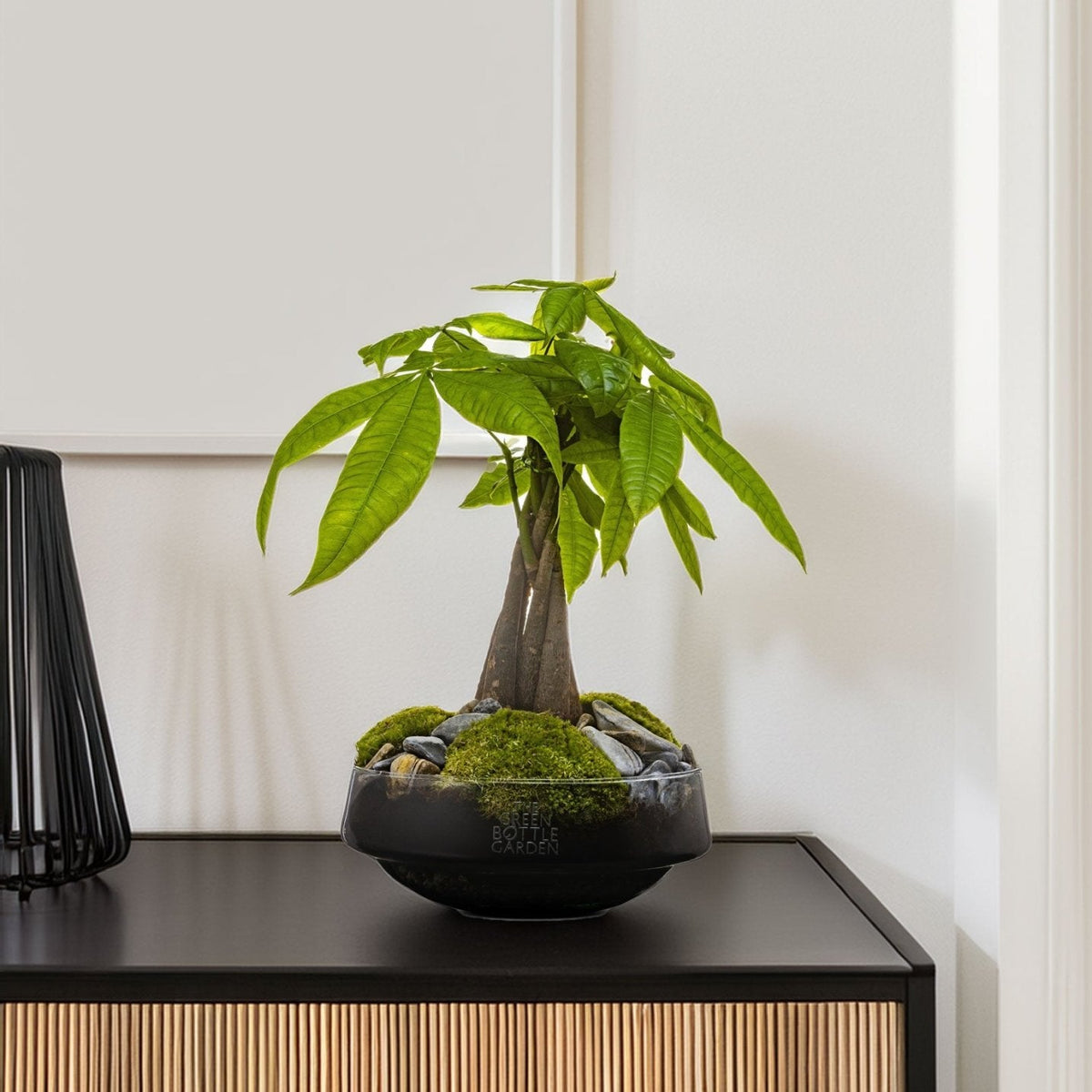 Pachira in vaas Iris - geldboom