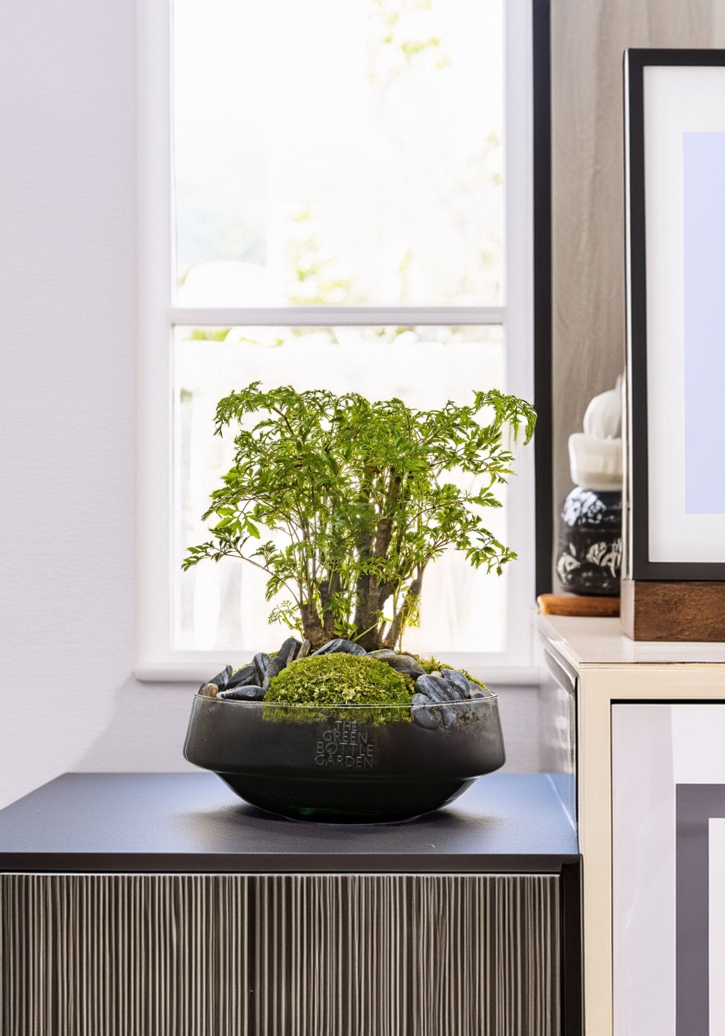 Polyscias in vaas Iris