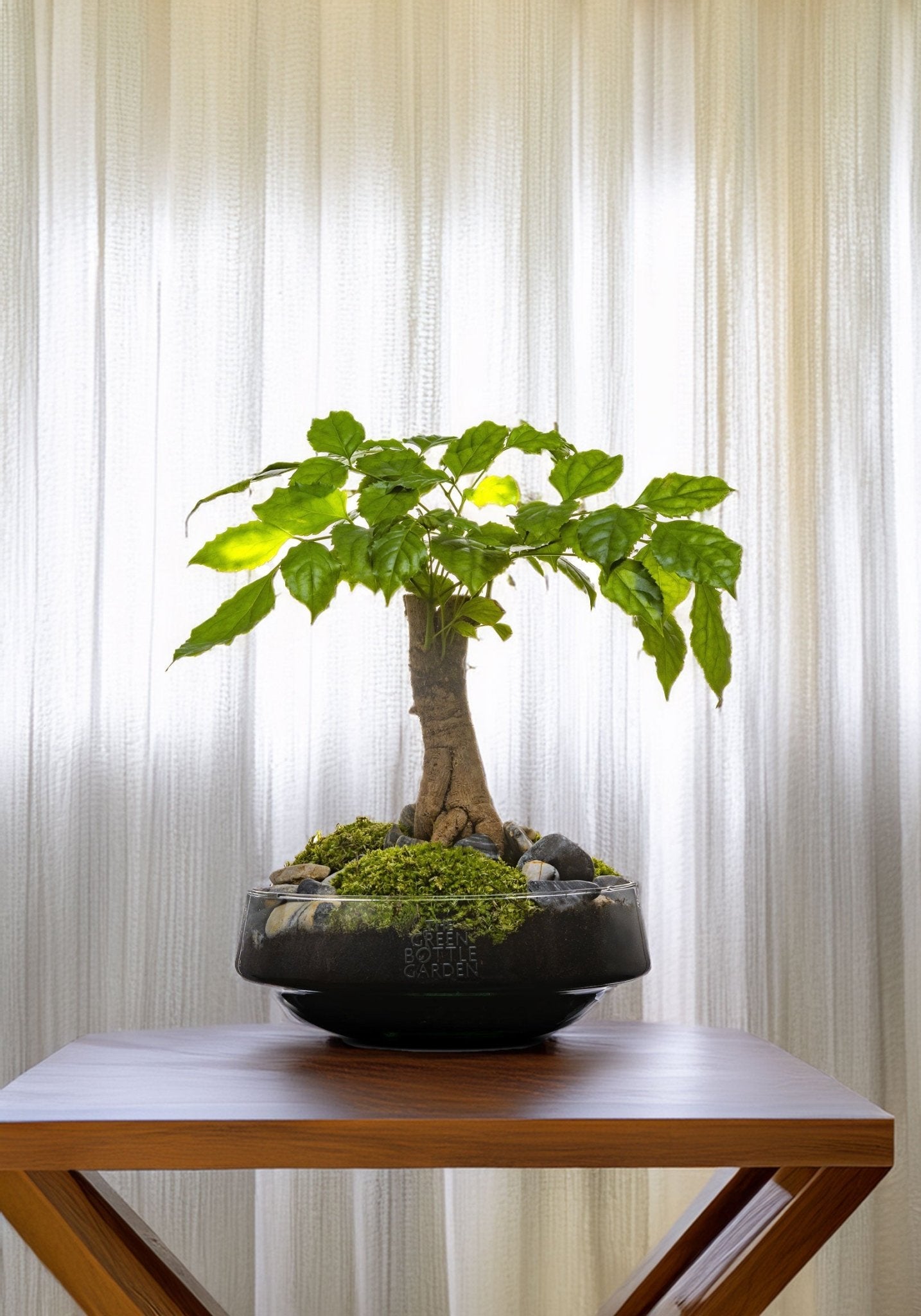 Radermachera Bonsai in einer Vase (Iris)
