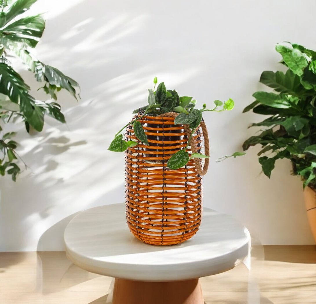 Scindapsus in Rattan Lantaarn - The Green Bottle Garden