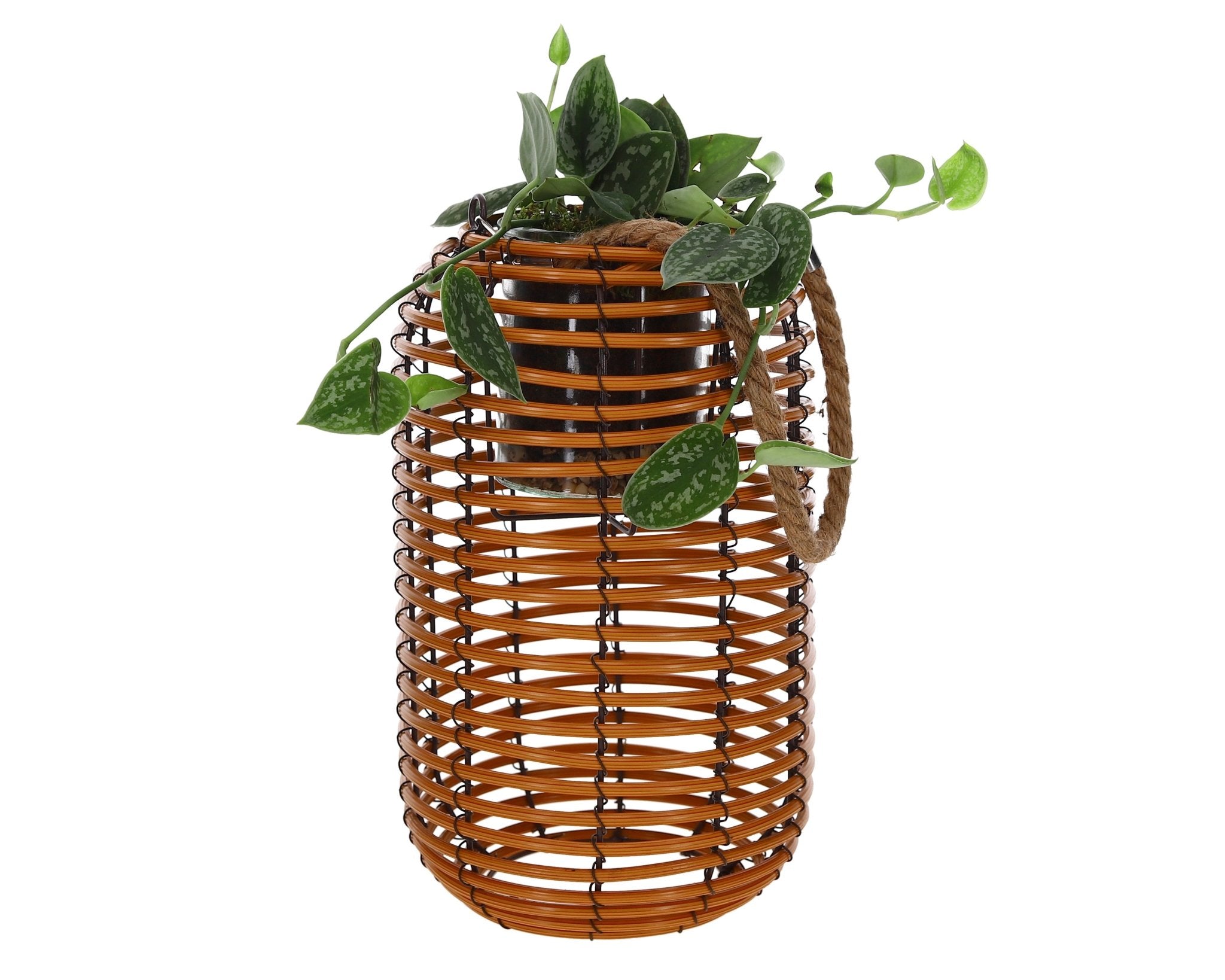 Scindapsus in Rattan Lantaarn - The Green Bottle Garden