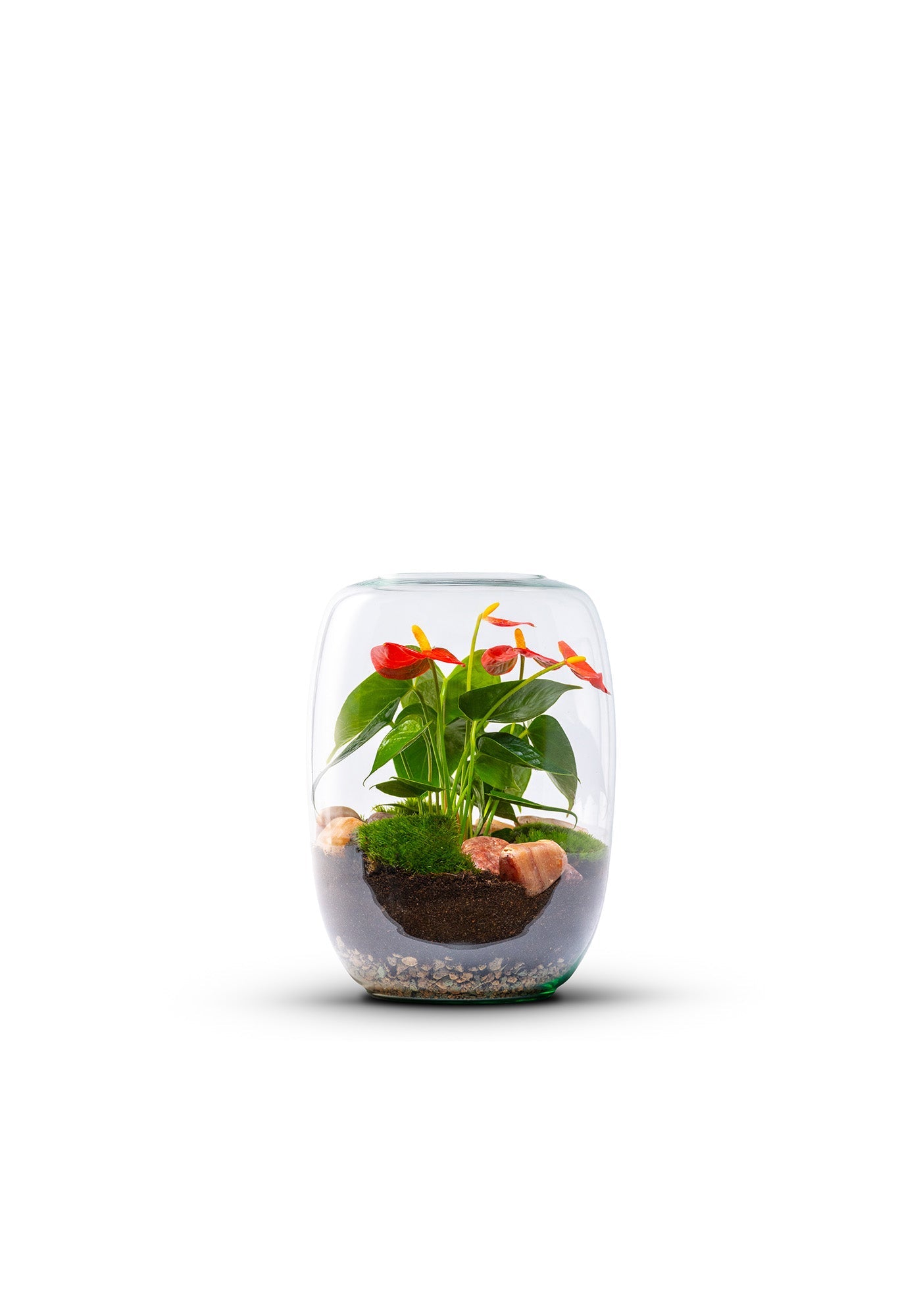 Terrarium Anthurium | Isabella - Green Bottle Garden