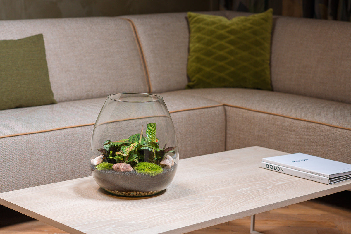 Terrariums online kopen