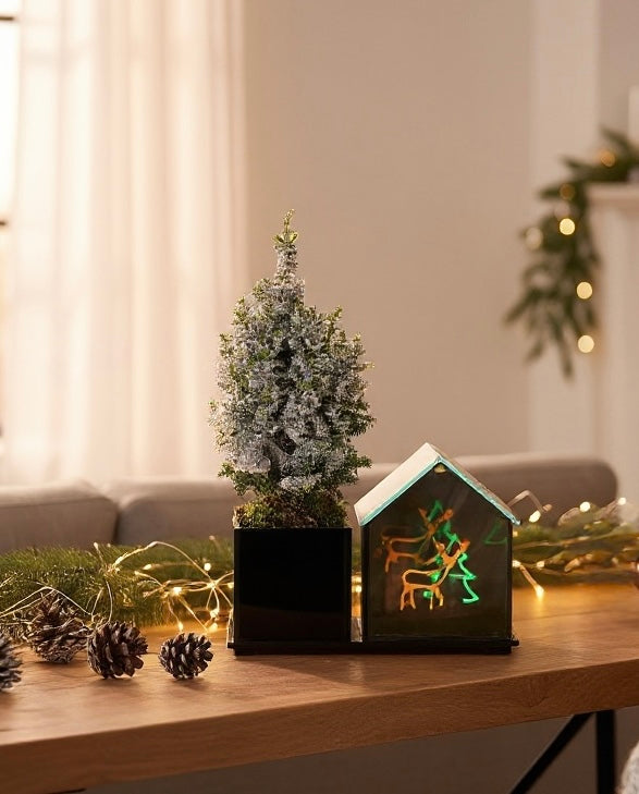 Mini kerstboom verzorging: Ellwoodi & Toppoint binnen en buiten