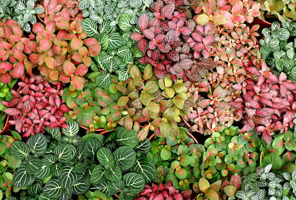 Fittonia color