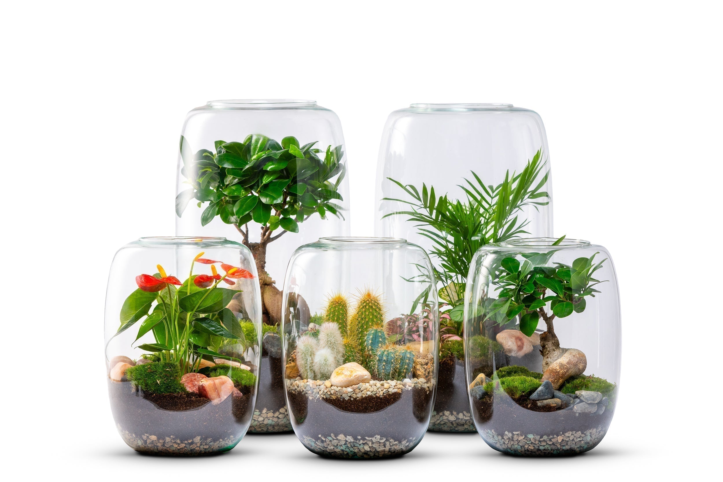 Open terrarium water geven