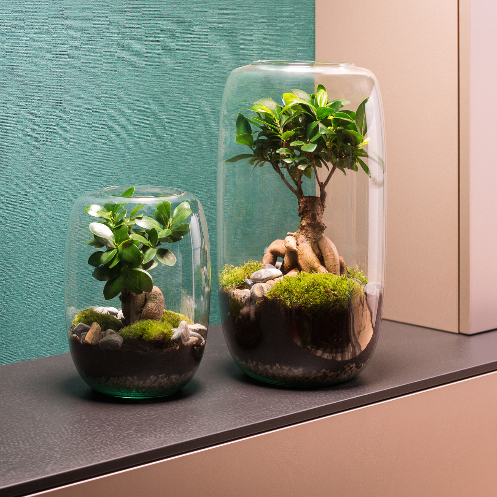 Design Trends 2025: Terrariums als Groene Design-Statement