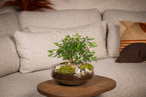 Bonsai plant verzorgen: alles wat je moet weten - Green Bottle Garden