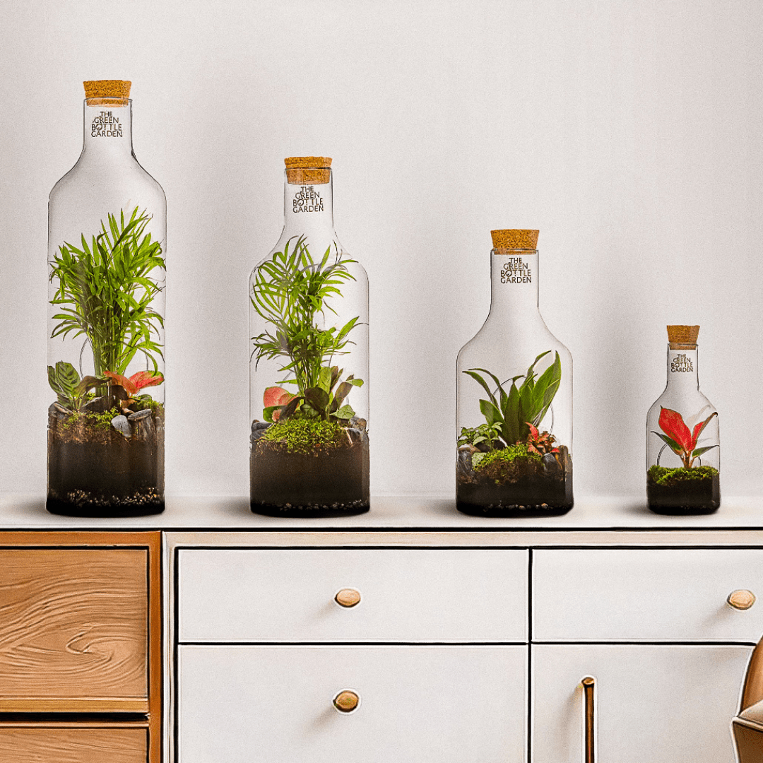 Flessentuin kopen en verzorgen: alles wat je moet weten - The Green Bottle Garden