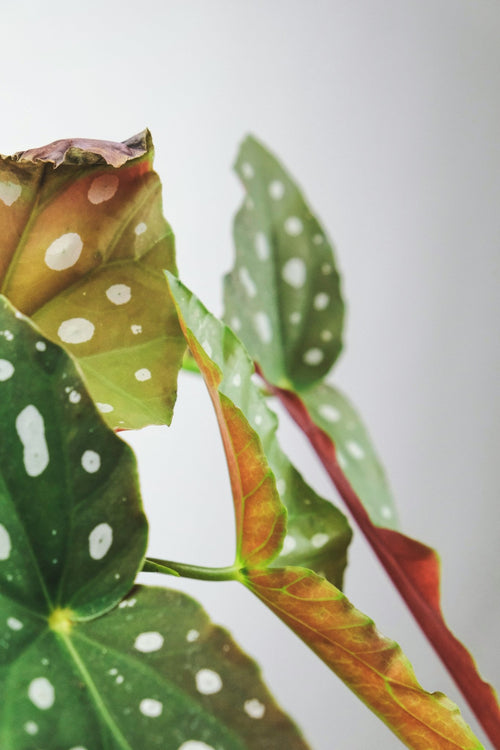 Hoe verhelp je gele bladeren bij je plant? - Green Bottle Garden