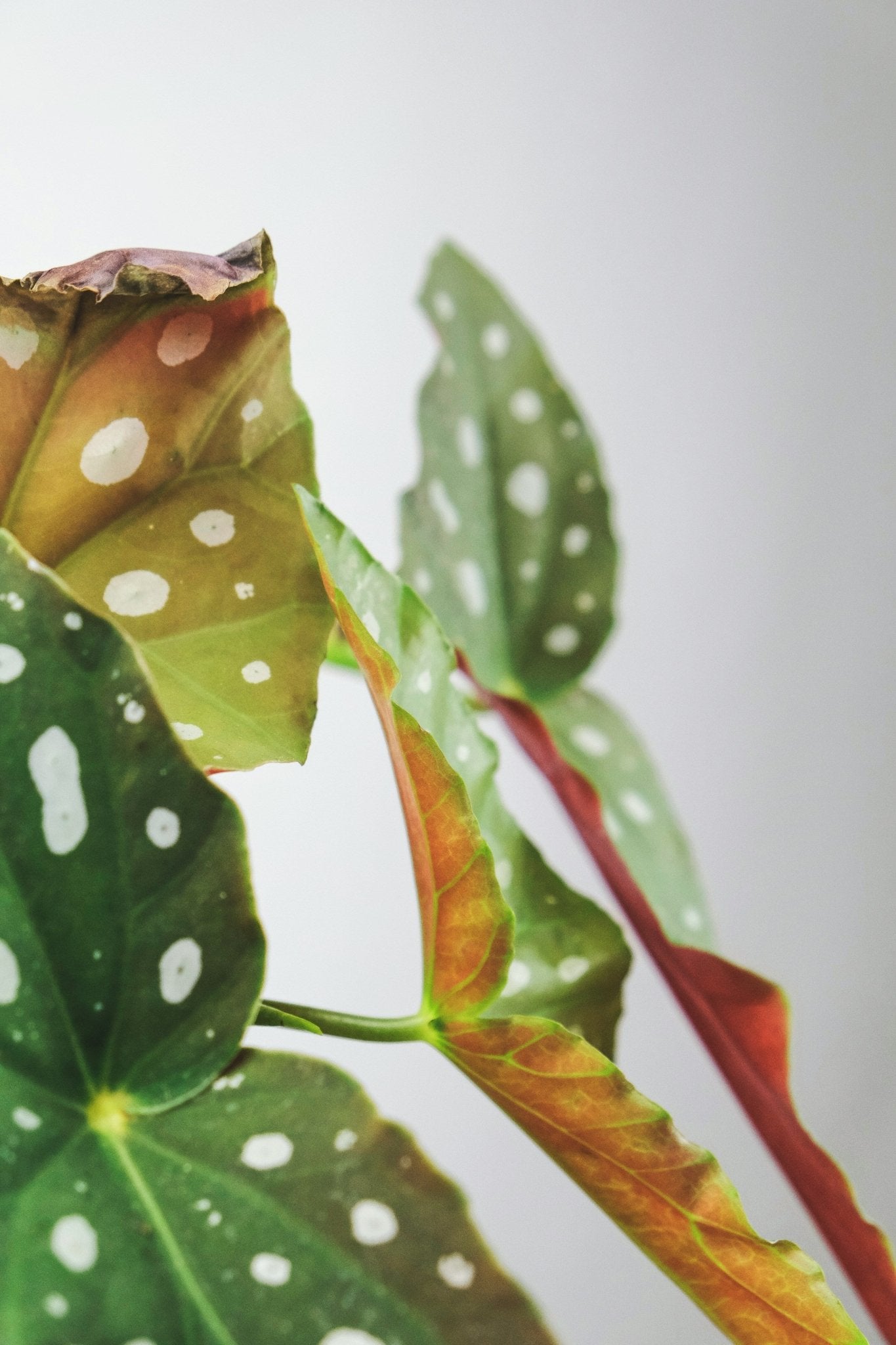 Hoe verhelp je gele bladeren bij je plant? - The Green Bottle Garden