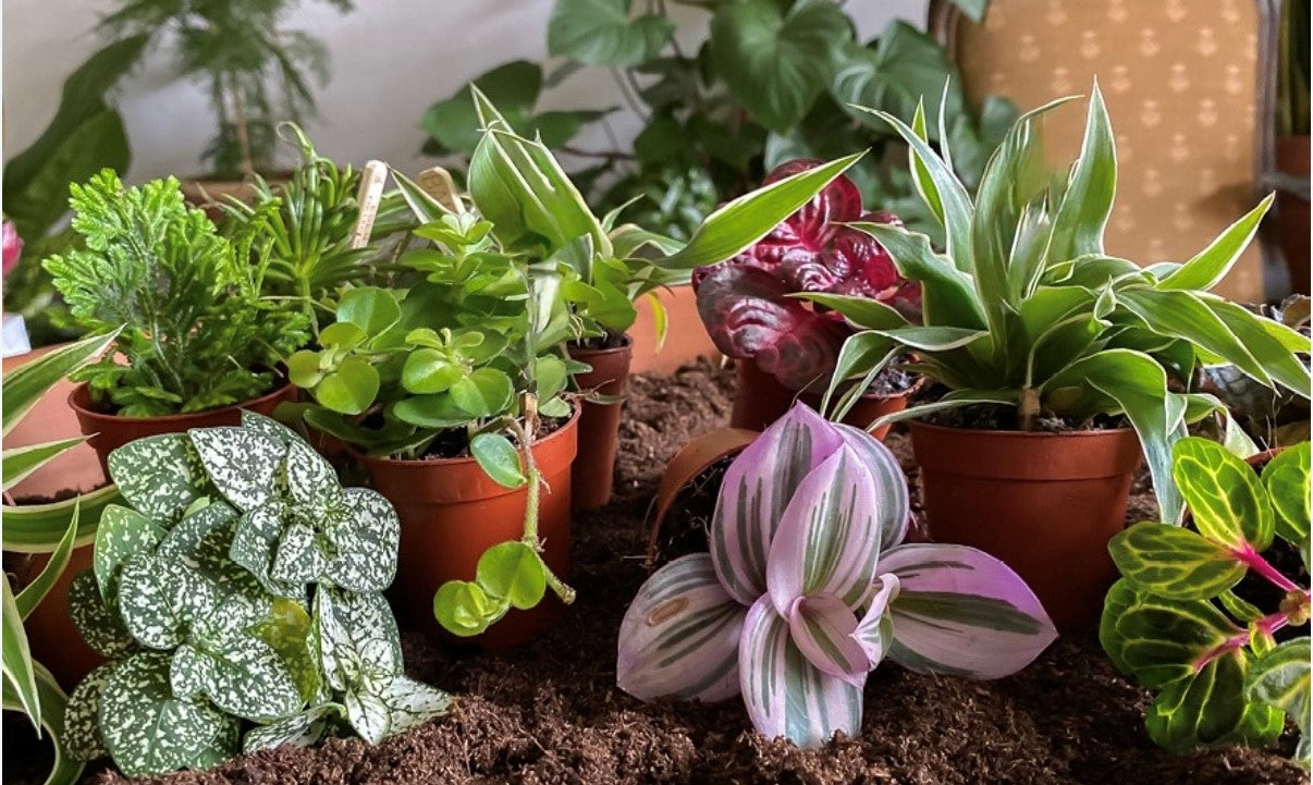 geschikte planten terrarium