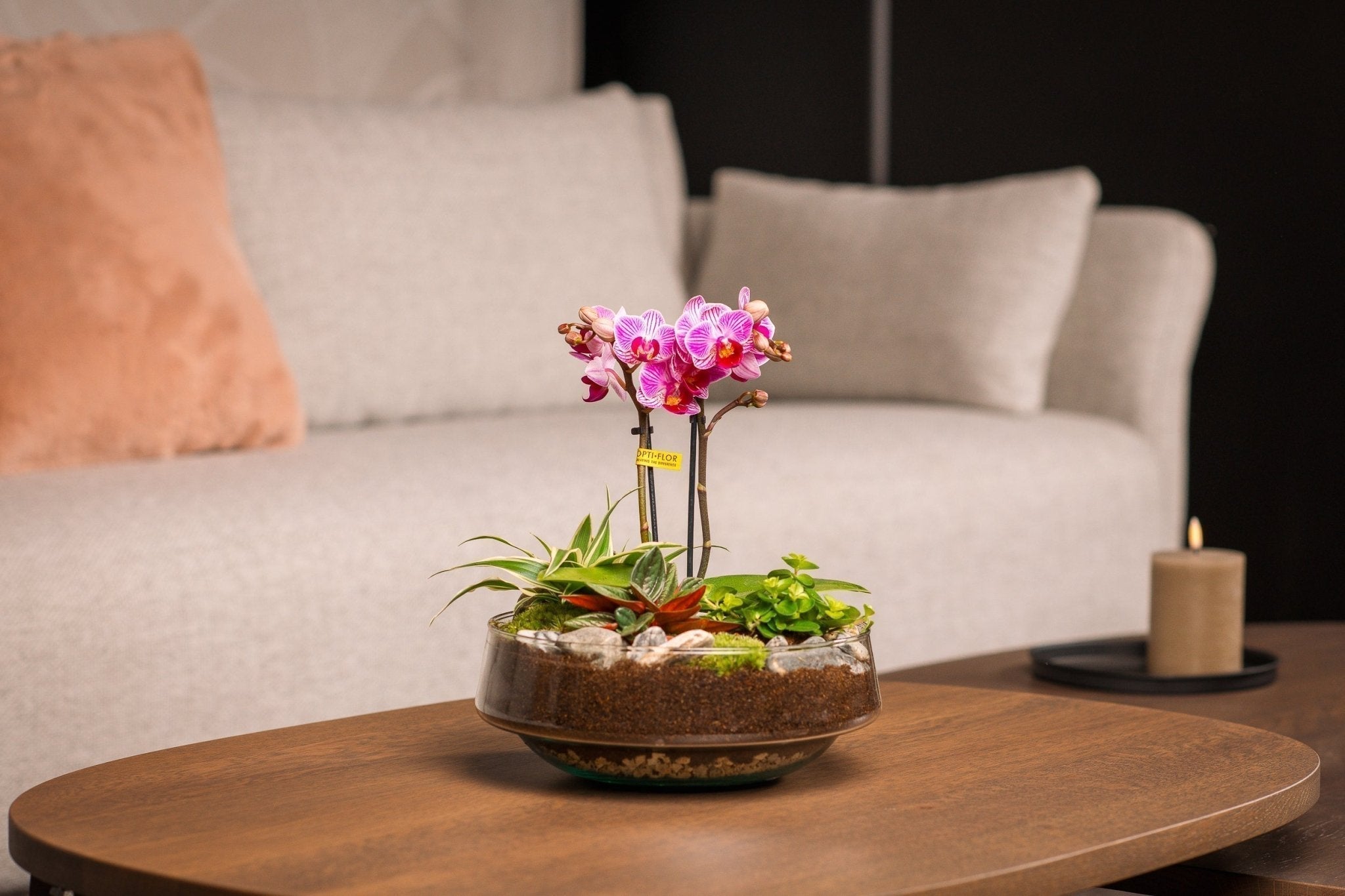 Optimale verzorging voor de Phalaenopsis: Praktische tips - The Green Bottle Garden