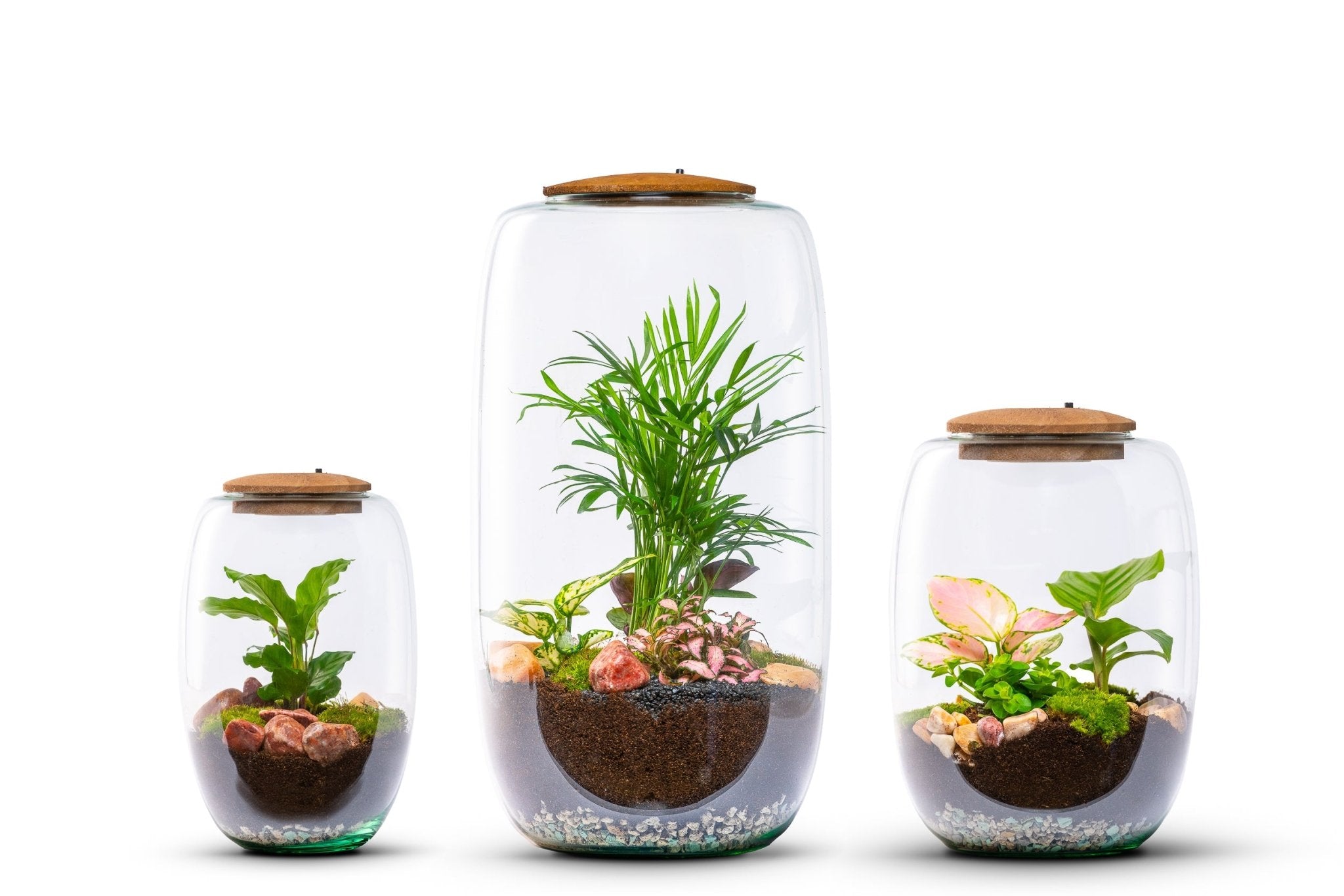 Tips en tricks voor het verzorgen van je geliefde Calathea. - The Green Bottle Garden