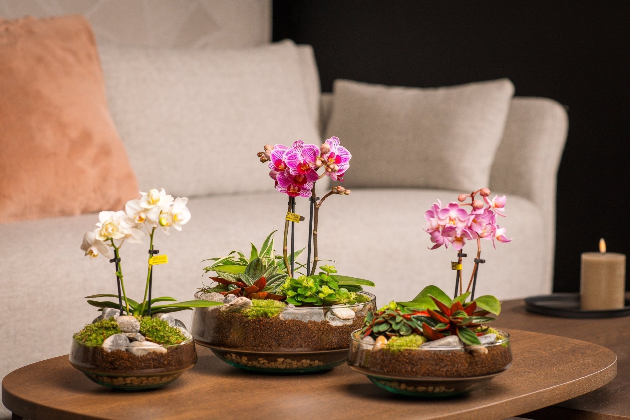 Planten in vaas – Kant-en-klare kamerplant arrangementen