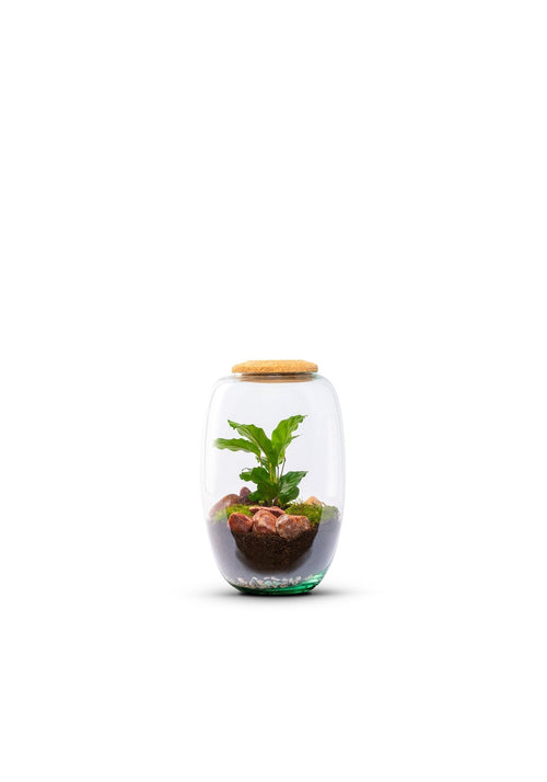 Terrariums - Green Bottle Garden