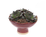 succulents in a Ceramic dish