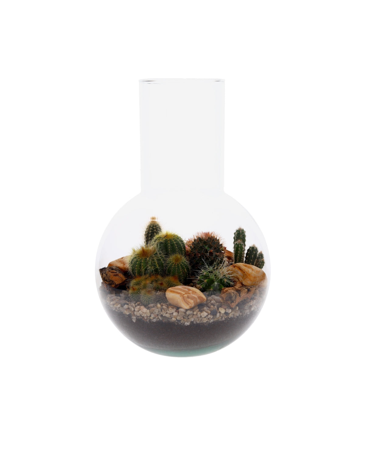 Cactussen in Terrarium Suzanne