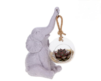 Echeveria with Elephant