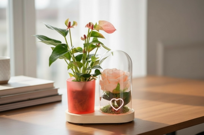 Anthurium in Rosa Amore – LED Heart