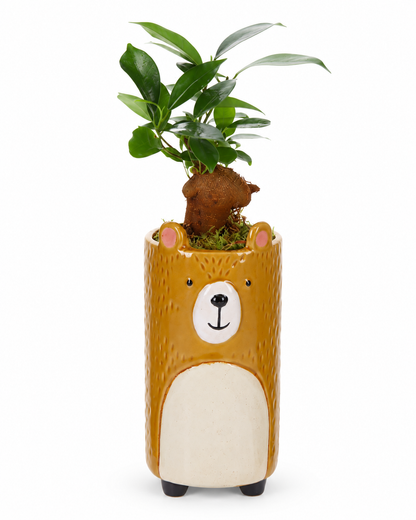 Bonsai Ficus in Keramieken Beer