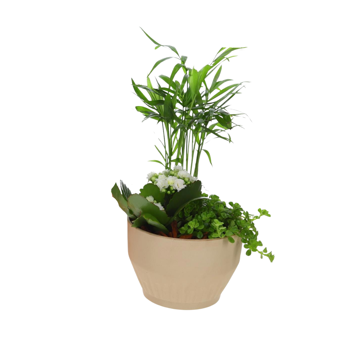 Kamerplant arrangement in schaal bio