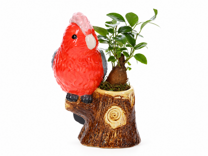Bonsai Ficus in Jungle Bird