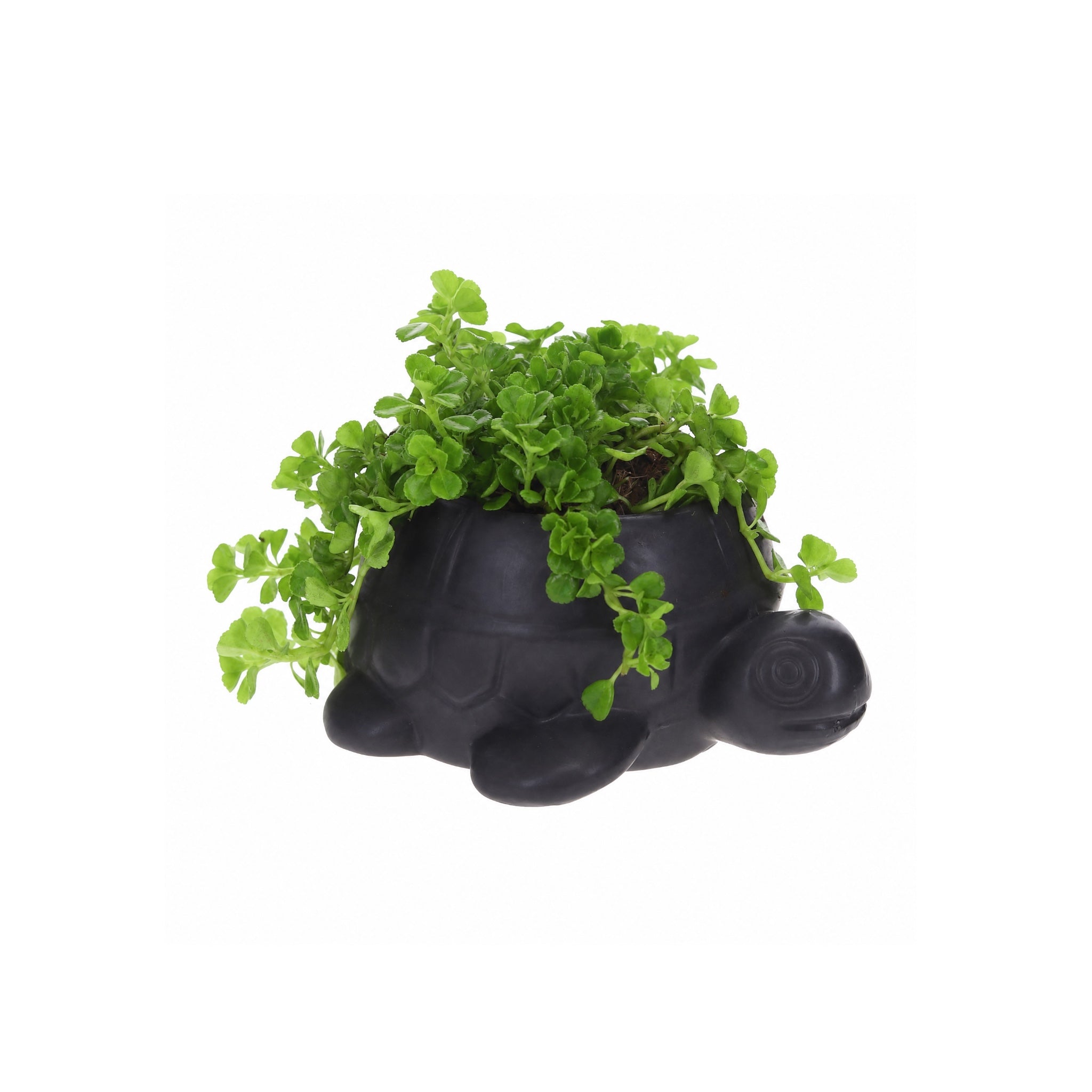 Pilea in Schildpad