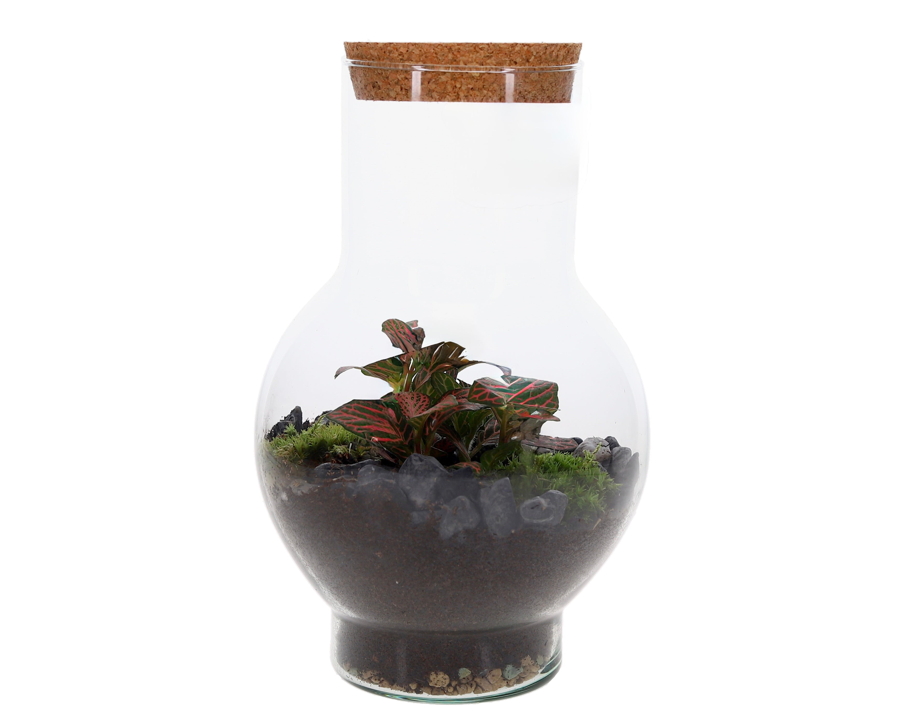 Fittonia in closed Ecosystem Sara