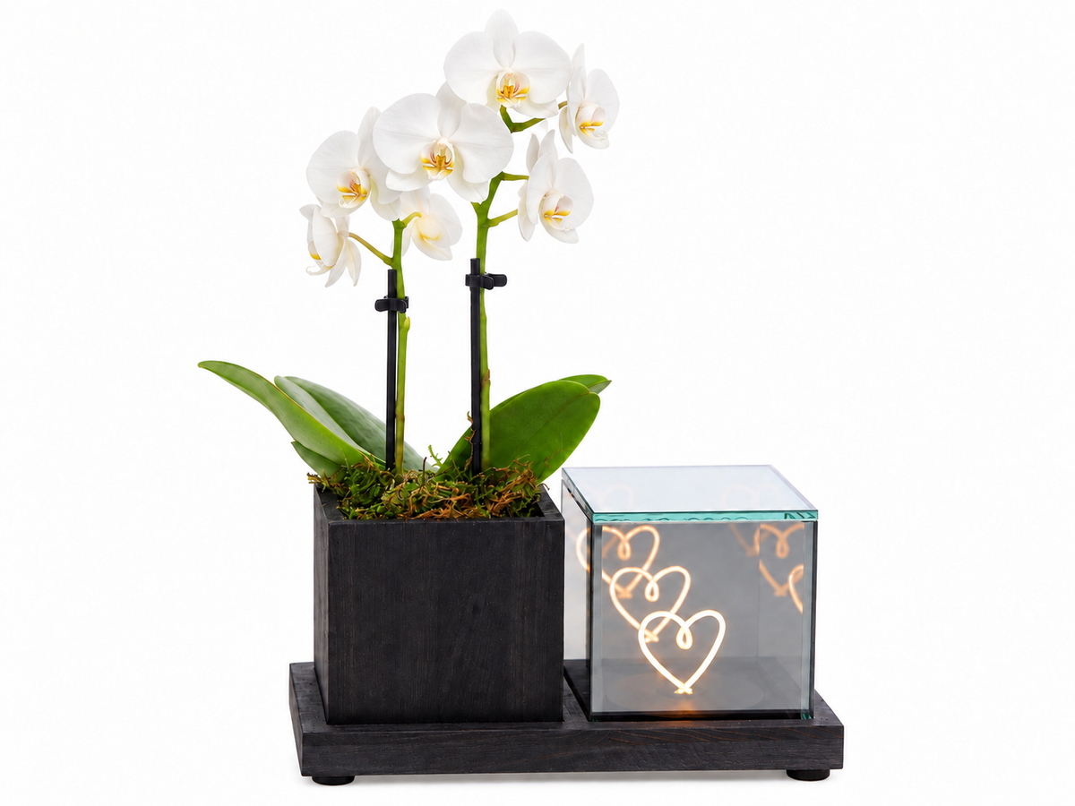 Phalaenopsis in Lighting Planter