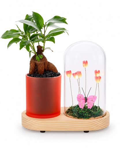 Bonsai Ficus in Flower Duo