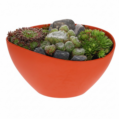 Sempervivum in schaal bio