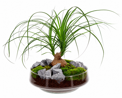 Beaucarnea in vaas Iris