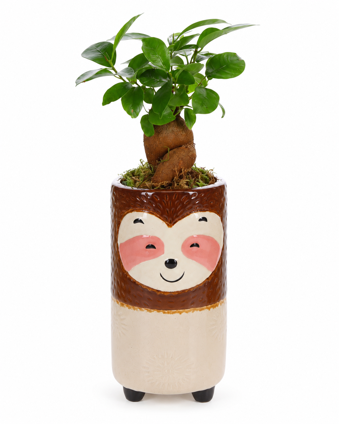 Bonsai Ficus in Keramieken Luiaard